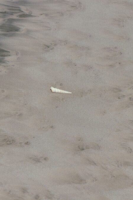 Beach shell photograph by Juan Tribaldos.