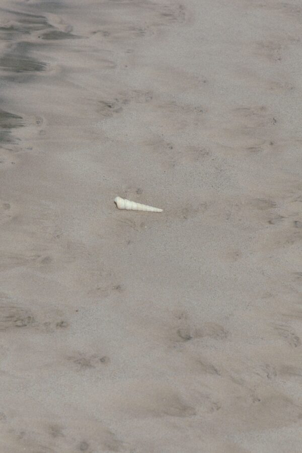 Beach shell photograph by Juan Tribaldos.