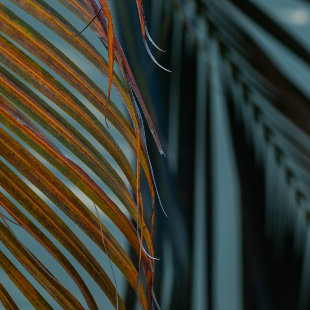 Close-up photograph of a fern leaf by Leonardo Ureña.