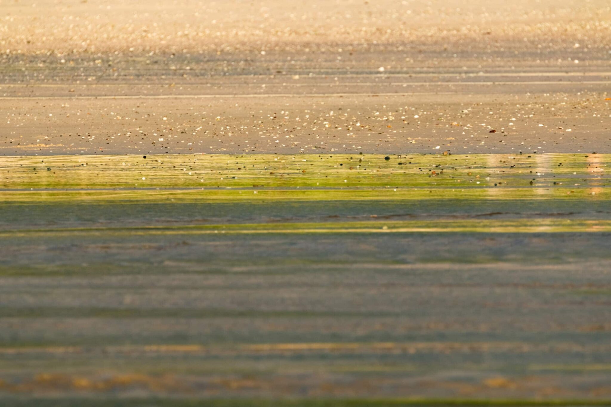 Green sand reflections of foliage and shimmery pebbles on a beach.