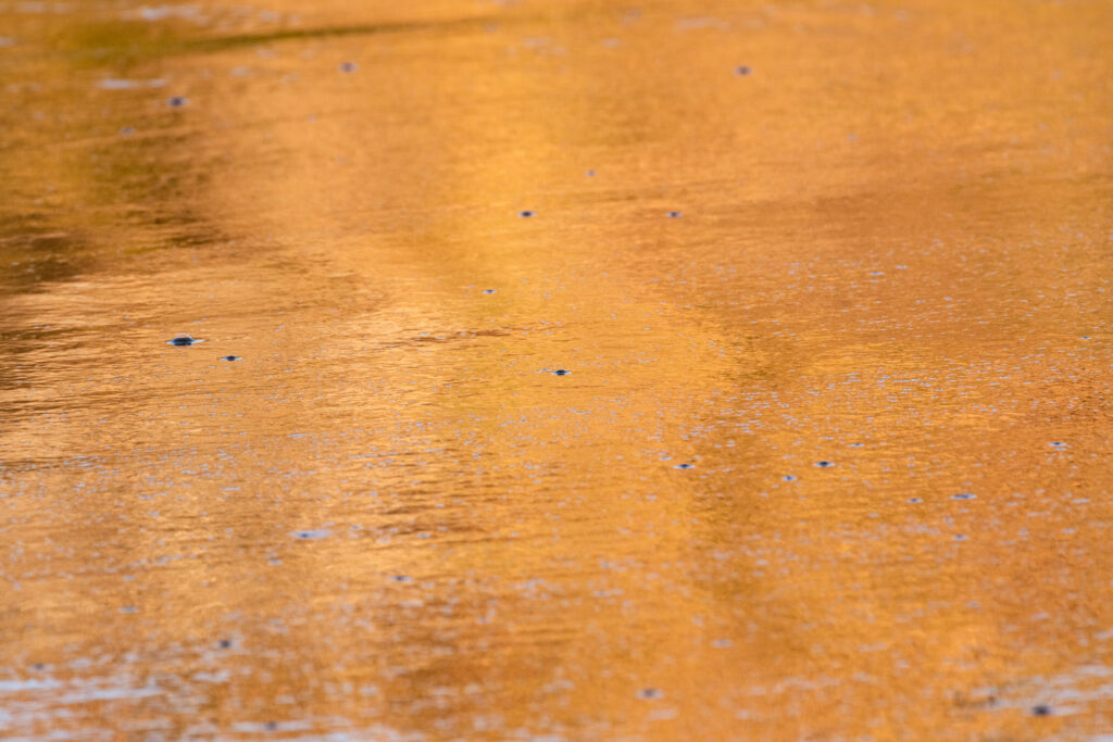 Gold beach shimmer on the surface of an ocean, creating a shimmery effect, by Leonardo Ureña.