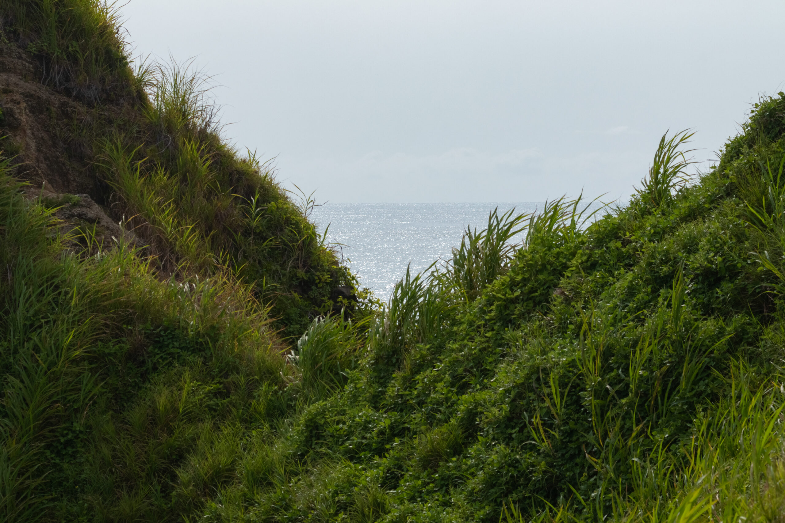 Photograph of a lush, green landscape in the Guanacaste rainy season, contrasted against the ocean in the distance.