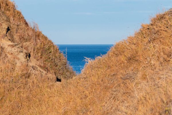 Photograph of a dry, arid landscape in the Guanacaste dry season, contrasted against the vibrant blue ocean in the distance.