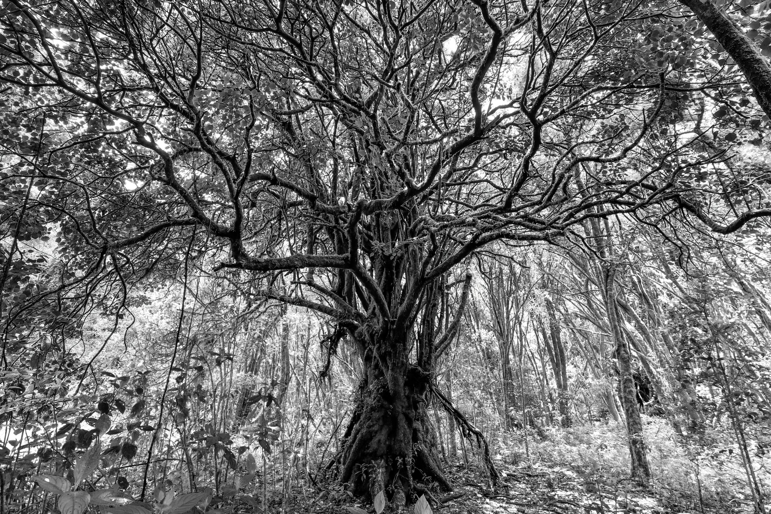 Black and white forest canopy photograph by Julio Sequeira.