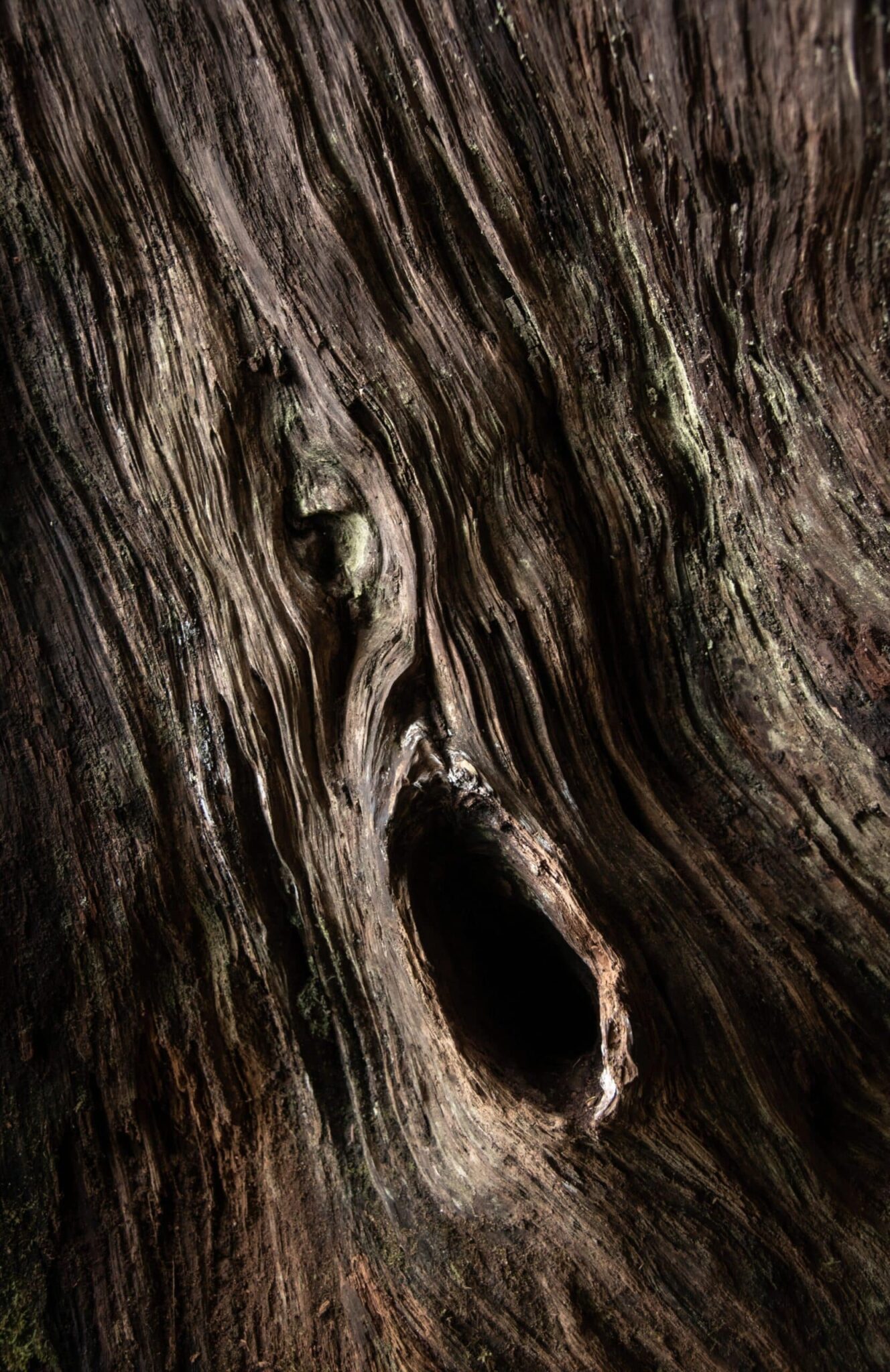 Grito en el Bosque (Scream in the Forest)