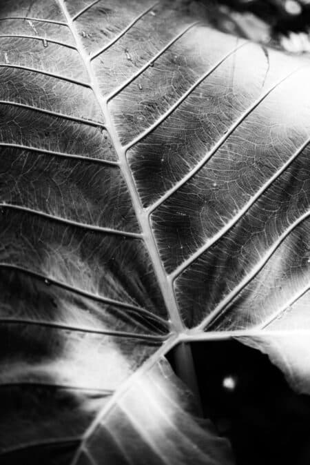 Close-up leaf photograph by Julio Sequeira.