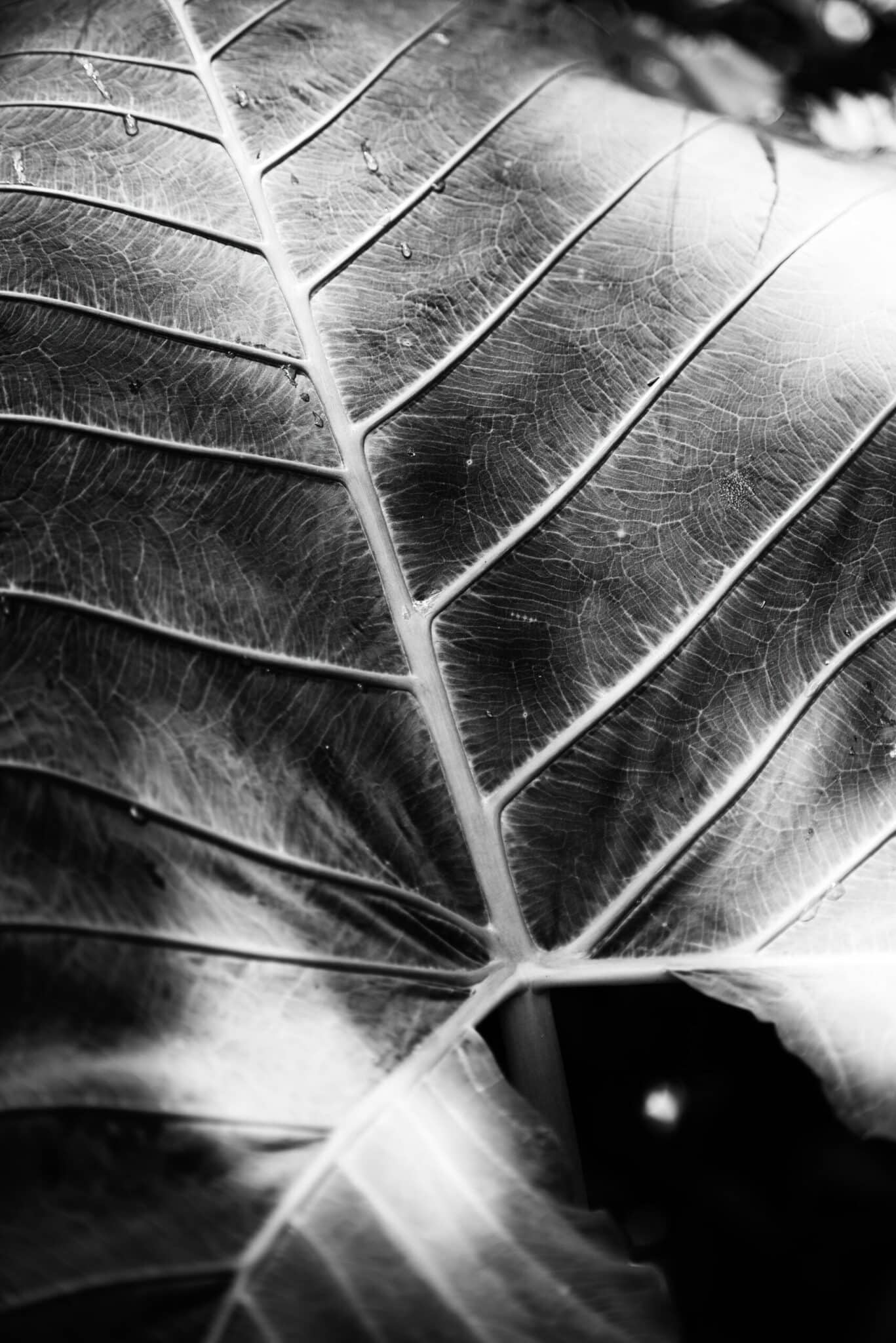Naturaleza #2