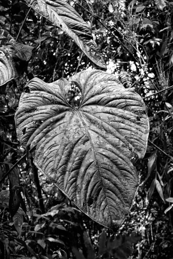 Black and white rainforest leaf photograph by Julio Sequeira.