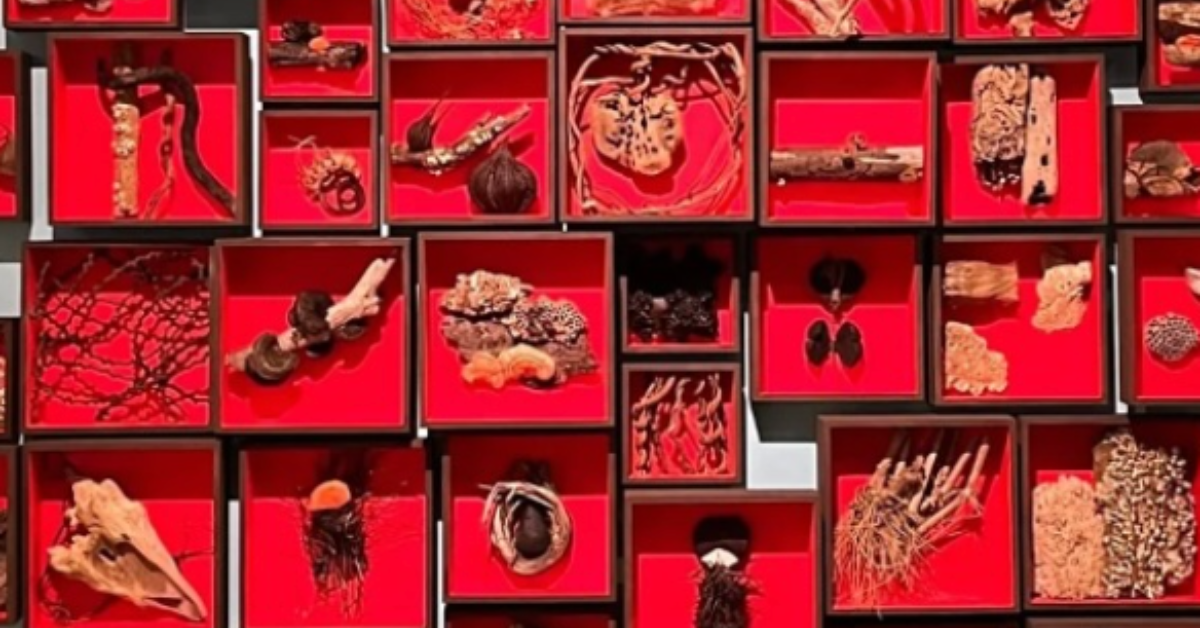 A wall installation by Ivannia Lasso, of multiple square and rectangular shadow boxes, each lined with bright red backgrounds and containing assorted natural objects such as dried roots, seed pods, twigs, branches, and plant matter, arranged in an organized grid-like pattern. Showing at the San José Salón exhibition in 2025.