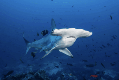 This photograph by Edwar Herreno features a hammerhead shark gliding above Cocos Island National Park vibrant, rocky seafloor, amid myriad small fish , an original work available at MÍRAME Fine Art.