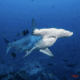 This photograph by Edwar Herreno features a hammerhead shark gliding above Cocos Island National Park vibrant, rocky seafloor, amid myriad small fish , an original work available at MÍRAME Fine Art.